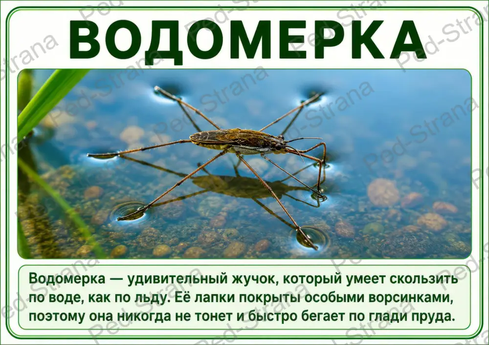 Презентация "Насекомые" — страница-пример 11
