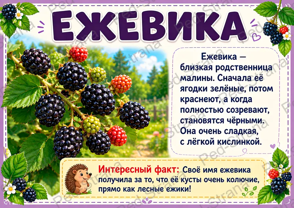 Познавательные карточки для дошкольников "Ягоды" — страница-пример 12